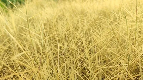 Dry Wild Grass Caused by Herbicide Stock Footage 327637268