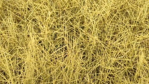 Dry Wild Grass Caused by Herbicide Stock Footage 327637278