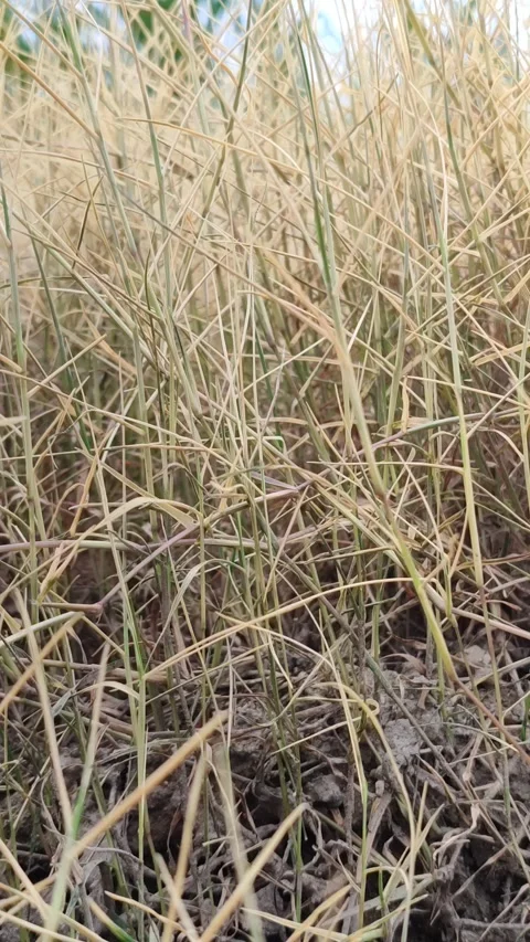 Dry Wild Grass Caused by Herbicide Video stock 327637301