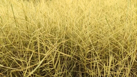 Dry Wild Grass Caused by Herbicide Stock Footage 327637482