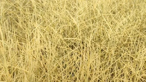 Dry Wild Grass Caused by Herbicide Stock Footage 327637497