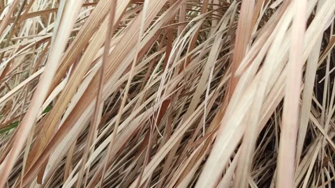 Dry Wild Grass Caused by Herbicide Stock Footage 327637566