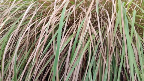 Dry Wild Grass Caused by Herbicide Stock Footage 327637628