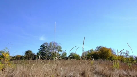 Dry Wild Grass Field under Blue Sky 库存影片 347459612
