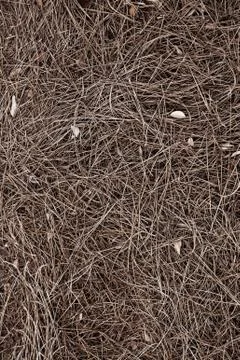 Dry wild grass as texture backround Stock Photos