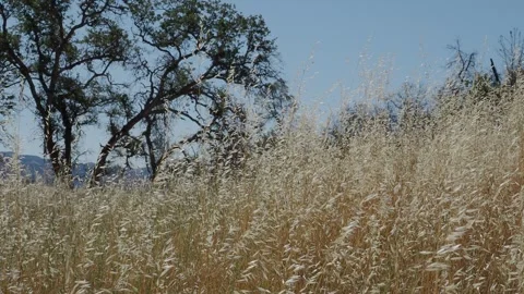 Dry wild oats in the wind 動画素材 306038672