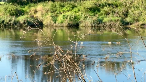 Dry Wild Plants in Focus by a River with Ducks in the Foreground Stock Footage 318849126