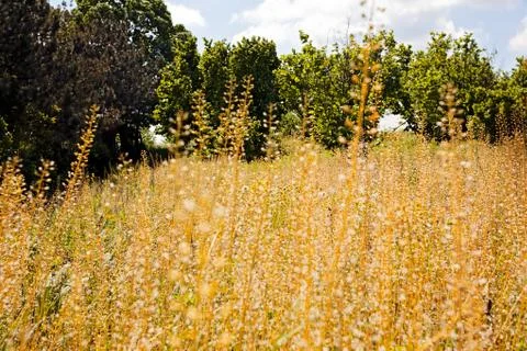 Dry wild plants Foto stock gratuite