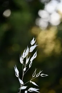 Dry wild rye grass seed head backlit on sun-drenched warm background Stock Photos