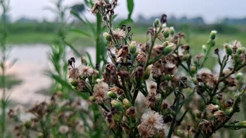 Dry Wild Seed Heads Standing Beside Pond Shore Video stock 341647079