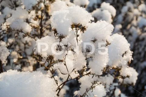 Dry Wildflowers Under Snow
