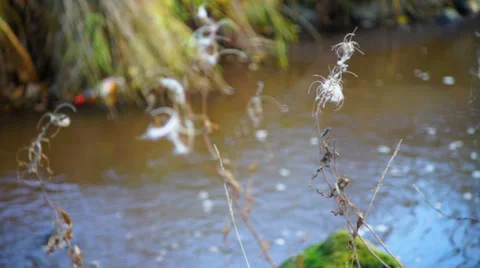 Dry willow-herbs on river shore Stock Footage 32584077