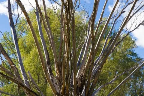 Dry willow Foto stock