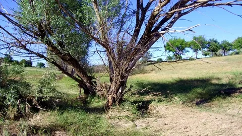 Dry willow tree, neglected tree, nature destruction, Stock Footage 111775215