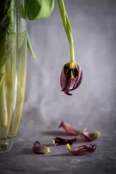 Dry wilted tulip flower on a vase and petals drooped on the ground, Decay sorrow Stock Photos