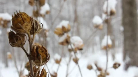 Dry WInter Flowers Moving in the Cold Breeze Stock Footage 54396350