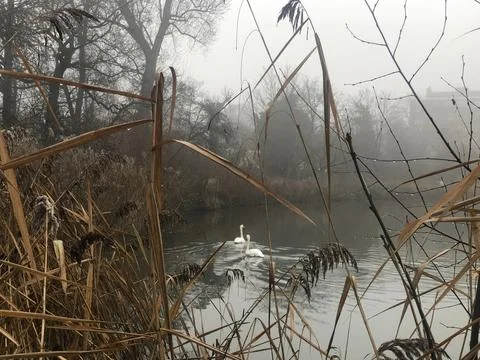 Dry winter foliage frames a pair of swans on a lake in the background Foto stock