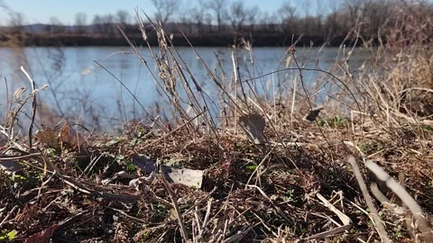 Dry Winter Grass Moving in Light Breeze by River With Shallow Depth of Field Stock Footage 330220410