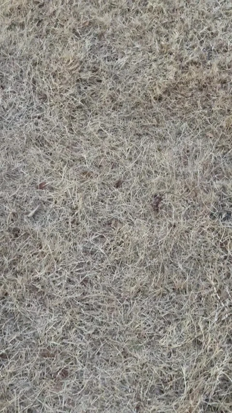 Dry Winter Grass Texture Background Stock Footage 344593599