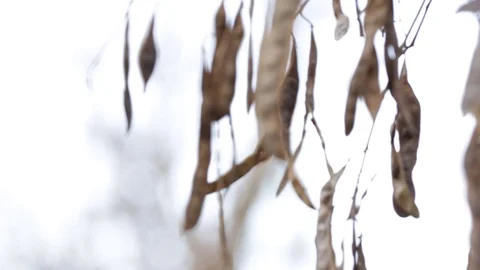 Dry winter leaves on a tree with strong blur background Stock-Footage 121088329