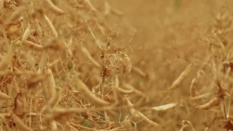 Dry Winter Pea Pods Close Up 1 Stock Footage 339771127