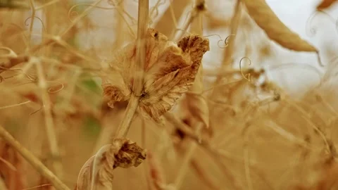 Dry Winter Pea Pods Close Up 4 動画素材 339771291