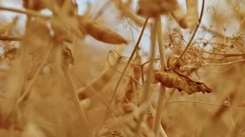 Dry Winter Pea Pods Close Up 5 Stock Footage 339771358