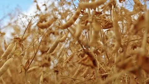 Dry Winter Pea Pods Close Up 6 Stockbeeldmateriaal 339771396