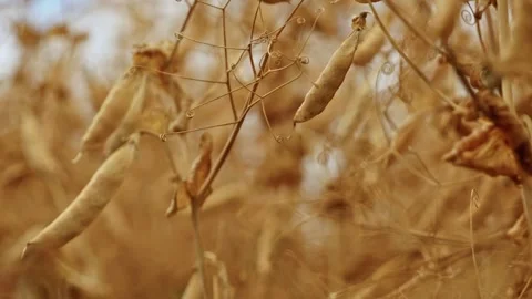 Dry Winter Pea Pods Close Up 7 Vidéo 339771502