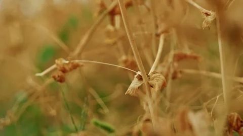 Dry Winter Pea Pods Close Up 8 库存影片 339771782