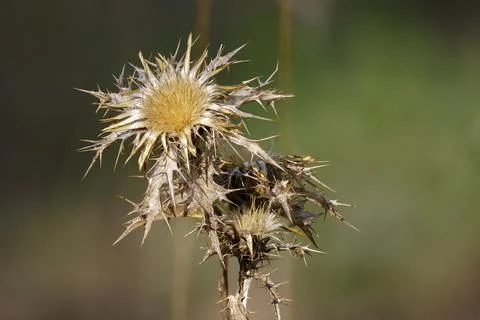 Dry Winter Thistle Through Focus Stacking in the Mariola Mountains Фото