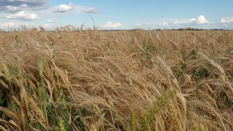 Dry winter wheat crop in the  wind 動画素材 194214428