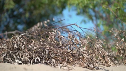 Dry withered branches and leaves piled on soft sand under clear blue sky  Stock Footage 341989539