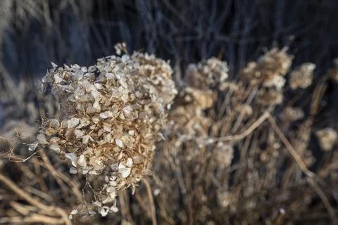 Dry withered hydrangea in the morning rays Foto stock