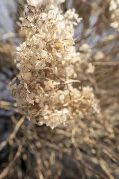 Dry withered hydrangea in the morning rays Stock Photos