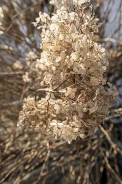 Dry withered hydrangea in the morning rays Stock Photos