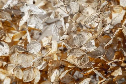 Dry withered hydrangea in the morning rays Stock Photos