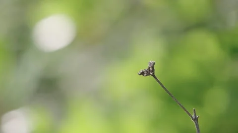 Dry withered plant stem with seed head in soft focus green meadow background Stock Footage 338009677