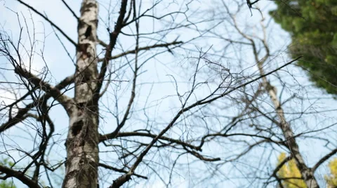 Dry wood Stock Footage 44412664