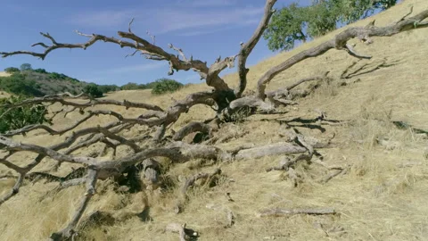Dry wood Video stock 139049818