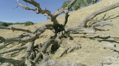 Dry wood Video stock 139051437