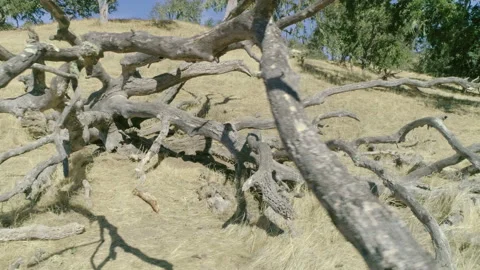Dry wood Stock-Footage 139051605