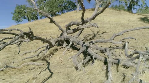 Dry wood Video stock 139051809