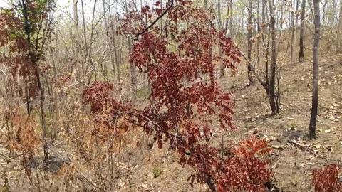 Dry wood on the ground Stock Footage 253979139