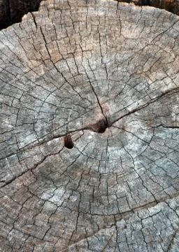 Dry wood pattern Foto stock