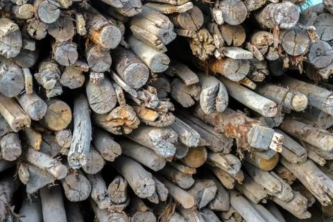 Dry Wood Stock Photos