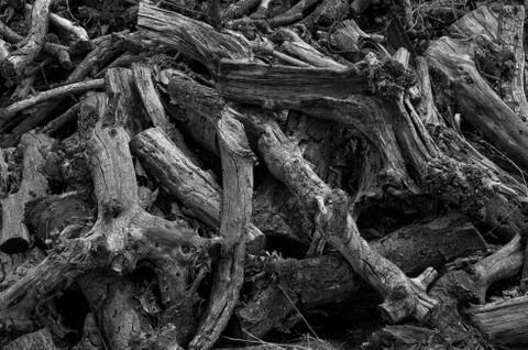 Dry wood texture B&W ready for fireplace Stock Photos