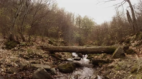 Dry Wood Thrown Over a Stream in Forest in the Highlands Stock Footage 63962134