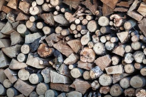 Dry wood tree Stock Photos
