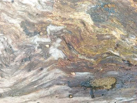 Dry wood trunk with abstract pattern Stock Photos
